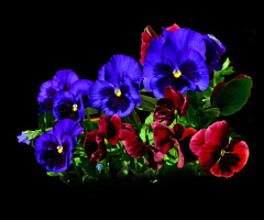 BLÜTEN