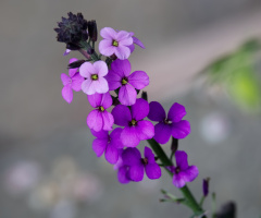 Flowers in Tivoli - 2023.