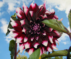 BLÜTE