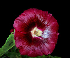 BLÜTE