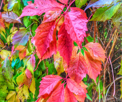 AUTUMN LEAVES