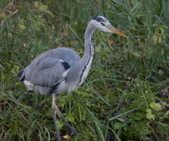 A Heron at Lake Lyngby - October 2023.