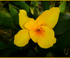 Golden Iris ⚜ ⚜ 