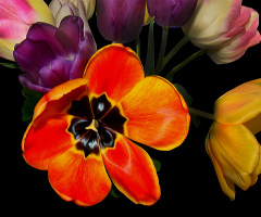 BLÜTEN