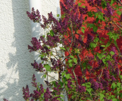 Lilac