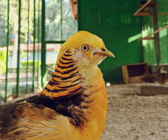 sarı güzellik