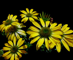 BLÜTEN