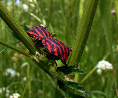 INSEKTEN