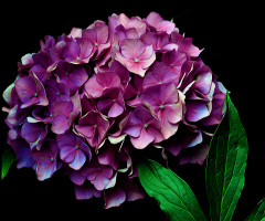 BLÜTEN