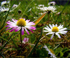 BLÜTEN