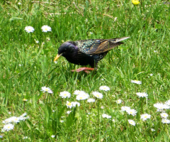 Common starling