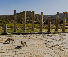 Patara'da Koyunlar