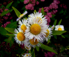 BLÜTEN