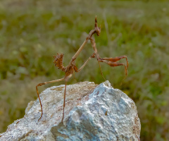 Peygamber Devesi