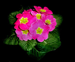 BLÜTEN