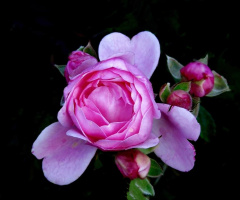 PINK ROSE