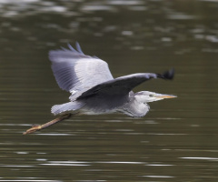 Heron crrossing Lake Lyngby ...