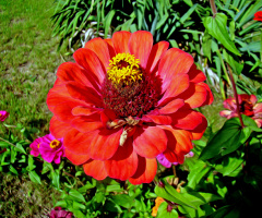 BLÜTE