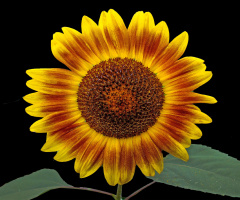 BLÜTE
