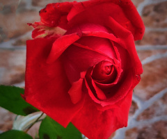 RED ROSE