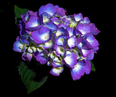 BLÜTEN