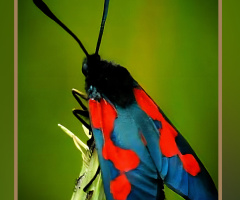 Beautiful Bug ⚜ ⚜ 