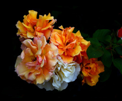 BLÜTEN