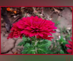Red Flower ⚜ ⚜ 