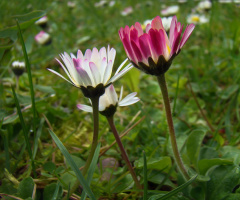 BLÜTEN