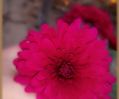 پھول، Flower