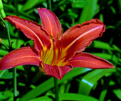 BLÜTE