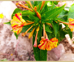 Flowers  ⚜⚜⚜