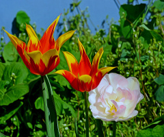 BLÜTEN