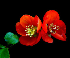 BLÜTEN