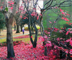 PARK IN PURPLE