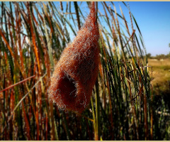 بیا گھونسلہ، Weaver's Nest 