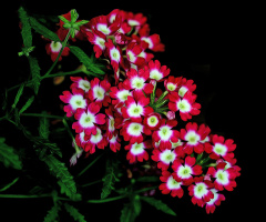 BLÜTEN