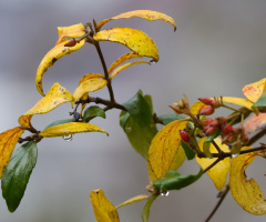 Autumn in Denmark - 2023.