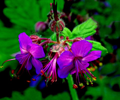 BLÜTEN