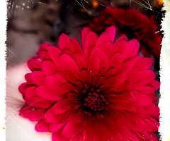 Flower ⚜⚜