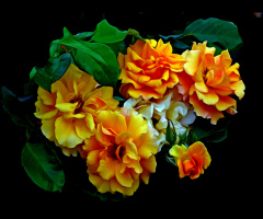 BLÜTEN