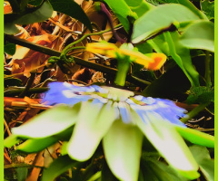 Lovely passion flower⚜ ⚜ 