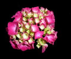 BLÜTEN
