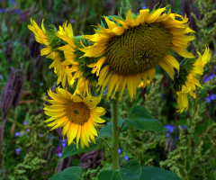 BLÜTEN