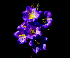 BLÜTEN