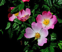 BLÜTEN