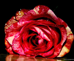 ROSE WITH WATERDROPS 