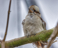 Kook Bird - Copenhagen Zoo - Nov. 2023.