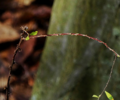 Twig 