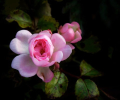 PINK ROSE